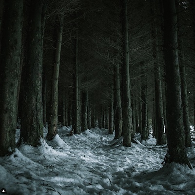 Dark spooky trees in the snow
